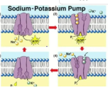 <p>pumps 3 sodium out and 2 potassium in, using 30% of all the energy you make. problems with the Na/K pump could lead to obesity. </p>