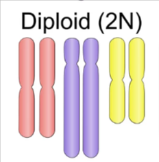 <p>Diploid</p>