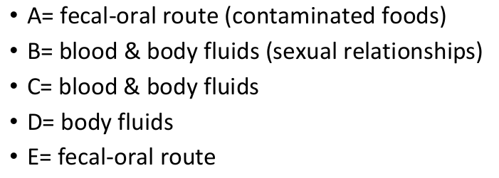 <p>A: fecal <span>→</span> oral route. contaminated foods</p><p>B: blood and body. sexual. newborns may be affected</p><p>C: blood and body (no vaccine available) cause cirrhosis </p><p>D: body fluids. <em>cause infection only when B is present</em></p><p>E: fecal <span>→ oral route</span></p>