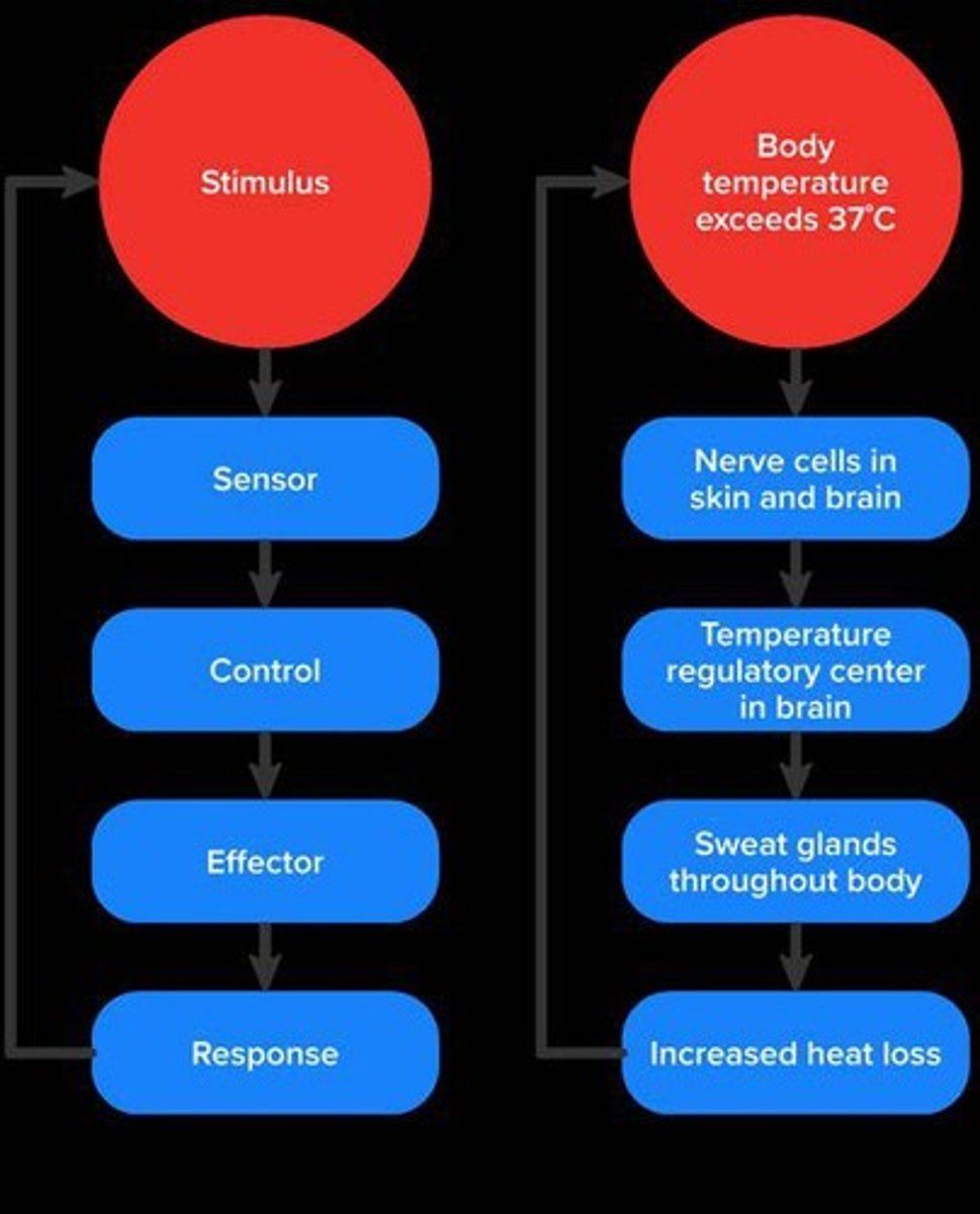 <p>The maintenance of a stable internal environment in the body.</p>