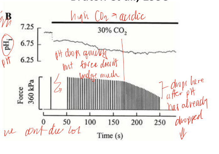 <p>a more correlational that causative factor of fatigue, actually has a number of benefits, acidosis can lower force, but does so minimally as physiological temperatures, but there may be neural involvement in response that leads to central inhibition </p>