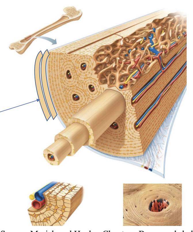 <ol><li><p><strong><em><u>Osteons</u></em></strong> (units of bone) form within cortical bone</p></li><li><p>More osteons create thicker bone</p></li><li><p>Layers of <strong><em><u>lamella</u></em></strong> cover the circumference of the bone, making it wider</p></li></ol><p></p>