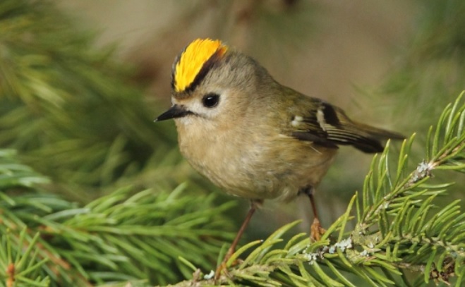 <p>zařaď živočicha do systému</p><p>Třída - řád - čeleď - druh čeština (latina)</p>