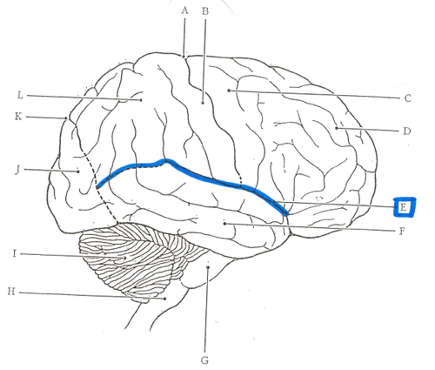 <p>separates temporal and parietal lobes</p>