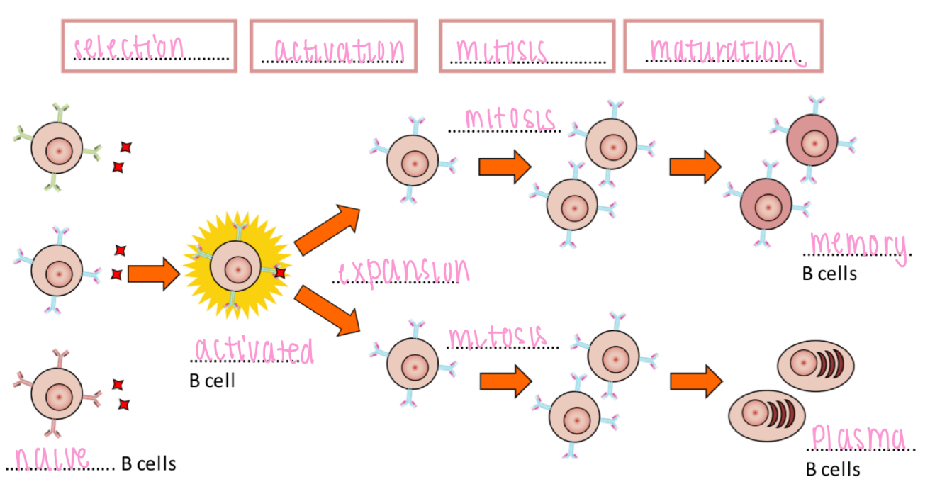 <p>Selective B cell activation leads to clonal expansion and maturation</p><p>- Selection → Activation → Mitosis → Maturation</p>