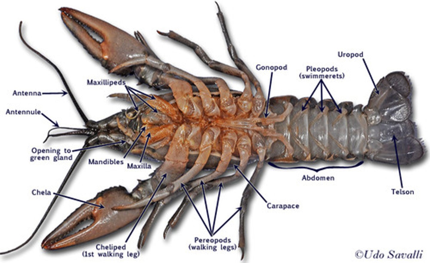 <p>A feeler that senses touch, taste or smell. On the head.</p>