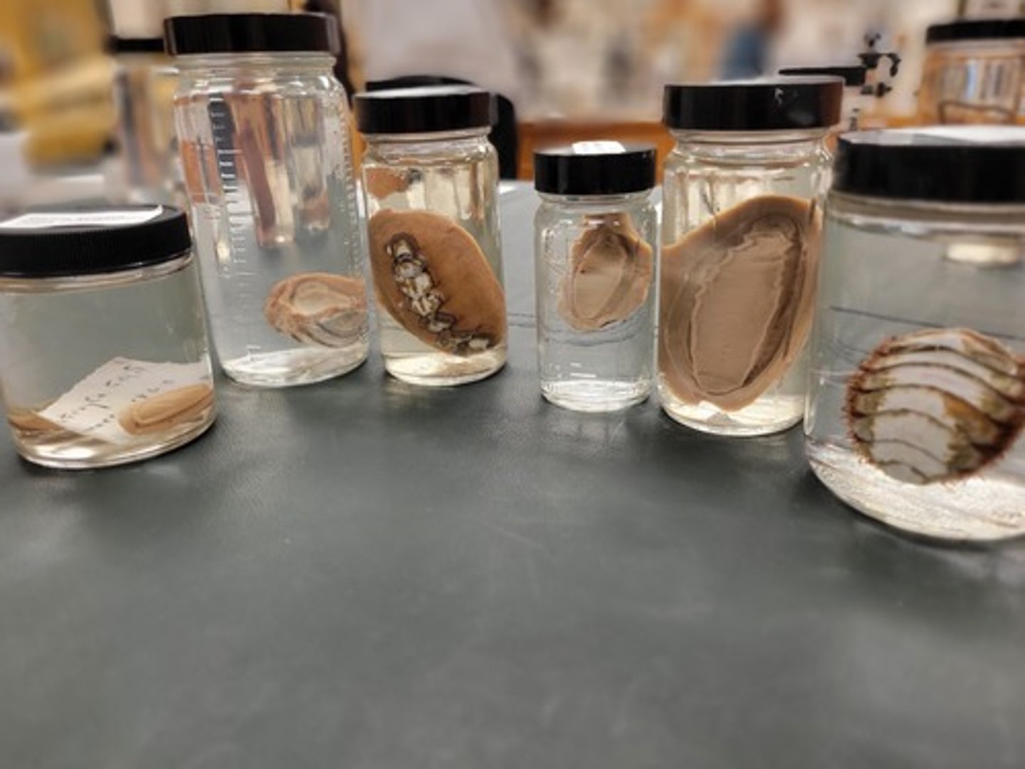 <p>Identify taxonomy</p>