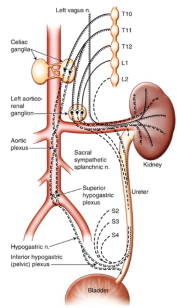 <p>2 caudal, splanchnic thoracic nerves from T10-T12 (10th, 11th and 12th thoracic splanchnic nerves). </p>