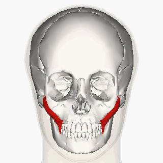 <p>From cheekbone to mouth; </p><p>thin strip </p><p>“smile”</p>