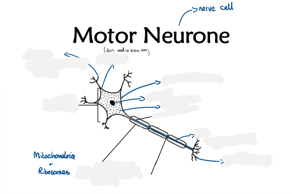 <p>2.13 Label this diagram of a motor neurone</p>