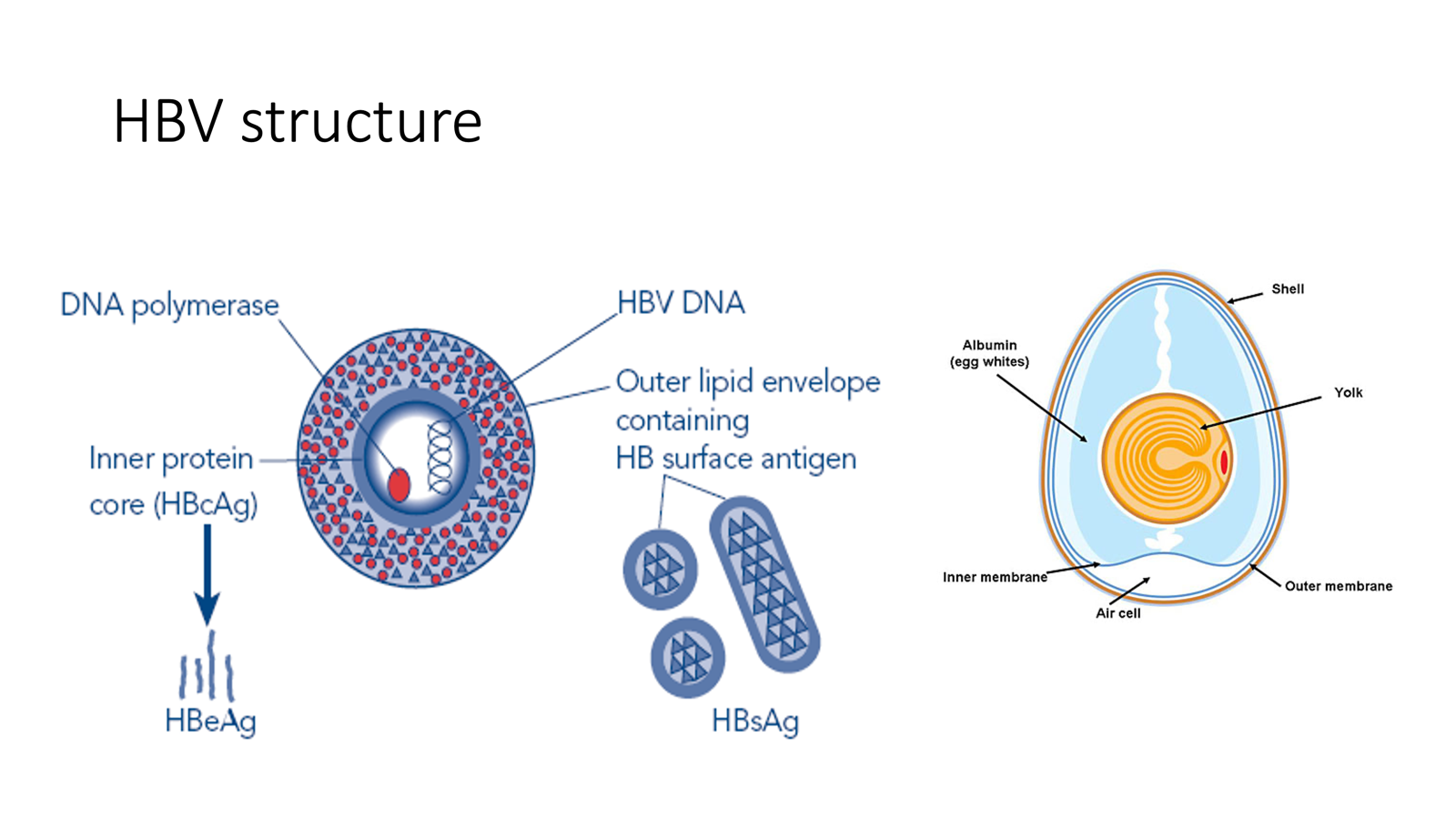 <p>HBV DNA</p><p>outer lipid envelope with antigens (HBsAg)</p><p>inner protein core (HBeAg)</p><p>DNA polymerase </p>
