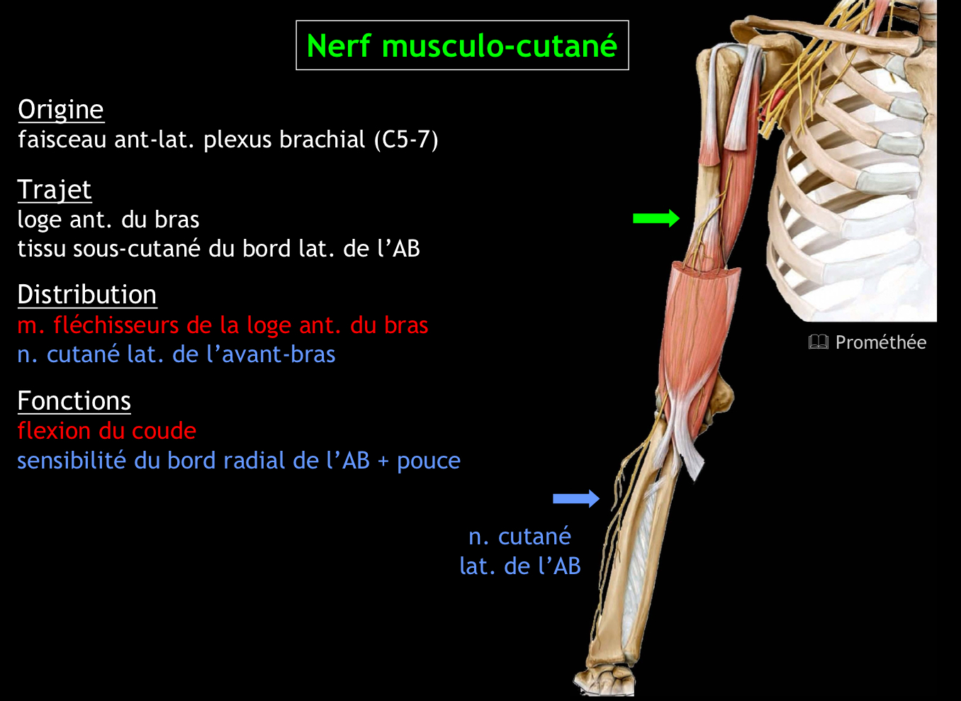<p>Il assure la flexion du coude et la sensibilité de l’avant-bras (face antéro-latérale et postéro-latérale)</p>