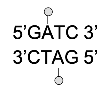 <p>it recognizes the sequence 5’-GATC-3’ which is found 1/256 base pairs, and methylates the A’s in the major groove</p>