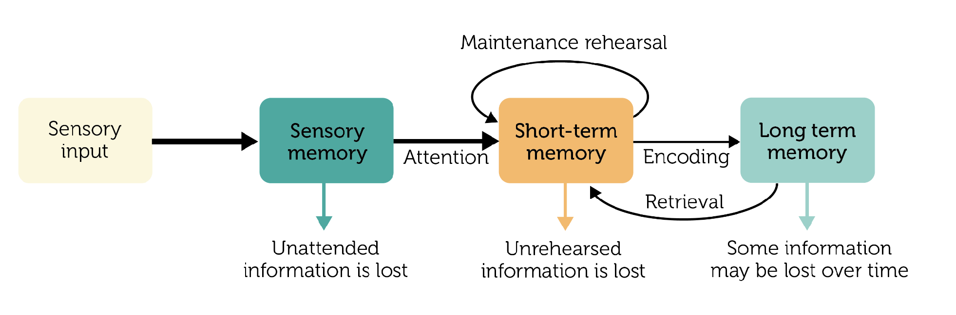 <ol><li><p><strong>Sensory Input</strong></p></li></ol><ul><li><p>you receive sensory input </p></li></ul><p></p><ol start="2"><li><p><strong>Sensory Memory </strong></p></li></ol><ul><li><p>memory store number 1 where memory is held for the shortest amount of time</p></li><li><p>unattended information is lost </p></li></ul><p></p><ol start="3"><li><p><strong>Short-term Memory</strong></p></li></ol><ul><li><p>memory store number 2 where memory is held for medium time because attention is required for information to get to this stage</p></li><li><p>unrehearsed information is lost </p></li></ul><p></p><ol start="4"><li><p>Long-term Memory</p></li></ol><ul><li><p>memory store number 3 holds memory for the longest time because encoding has occurred in order for information to get to this stage </p></li><li><p>some information may be lost over time </p></li></ul><p></p>