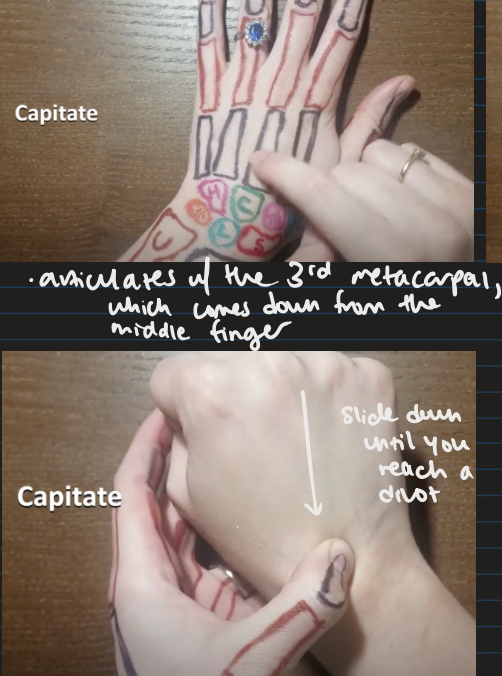 <ul><li><p>articulates with the 3rd metacarpal (which comes down from the middle finger) </p><ul><li><p>slide down until you reach a divot </p></li></ul></li></ul><p></p>