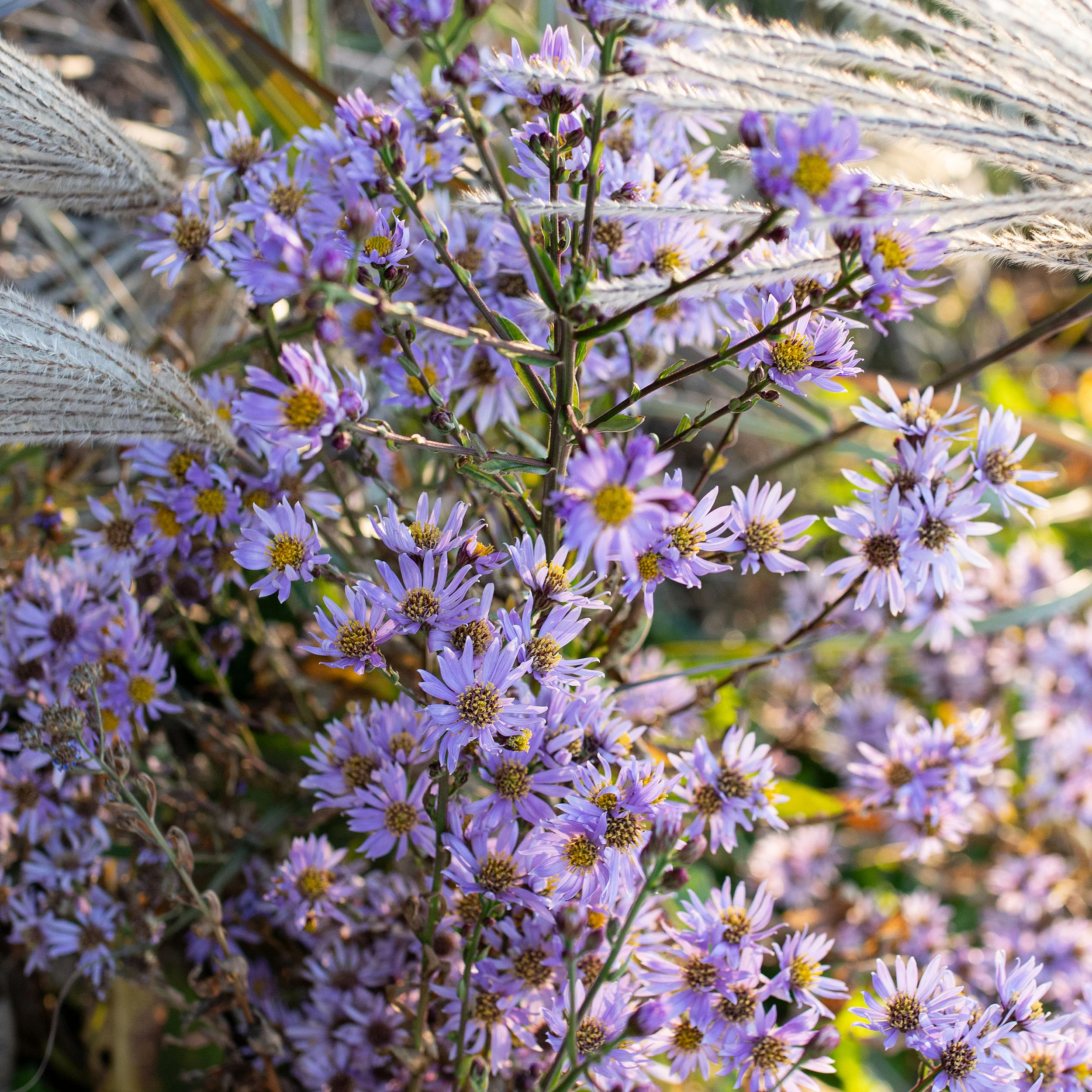 <p>purple ray flowers, deer resistant, frost resistant, rigid habit, thick cabbage-like leaves</p>
