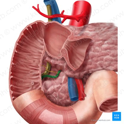 <p>A duct that carries digestive enzymes produced by the pancreas to the duodenum. It typically joins with the bile duct before entering the duodenum.</p>