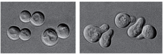 <p>During this process each haploid cell secretes a diffusible mating factor. There are two types of cells, one secretes “a” and one secretes “α” mating factor. a-type cells extend a protrusion, e.g. a ‘shmoo’, in response to α-mating factor.</p>