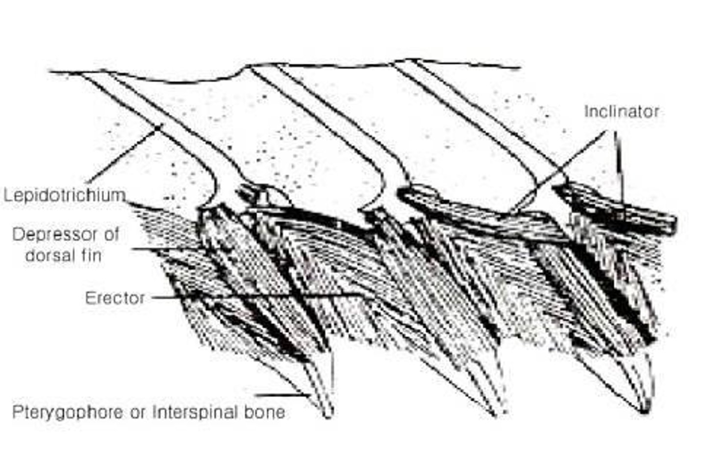 <p>It helps with buoyancy control.</p>