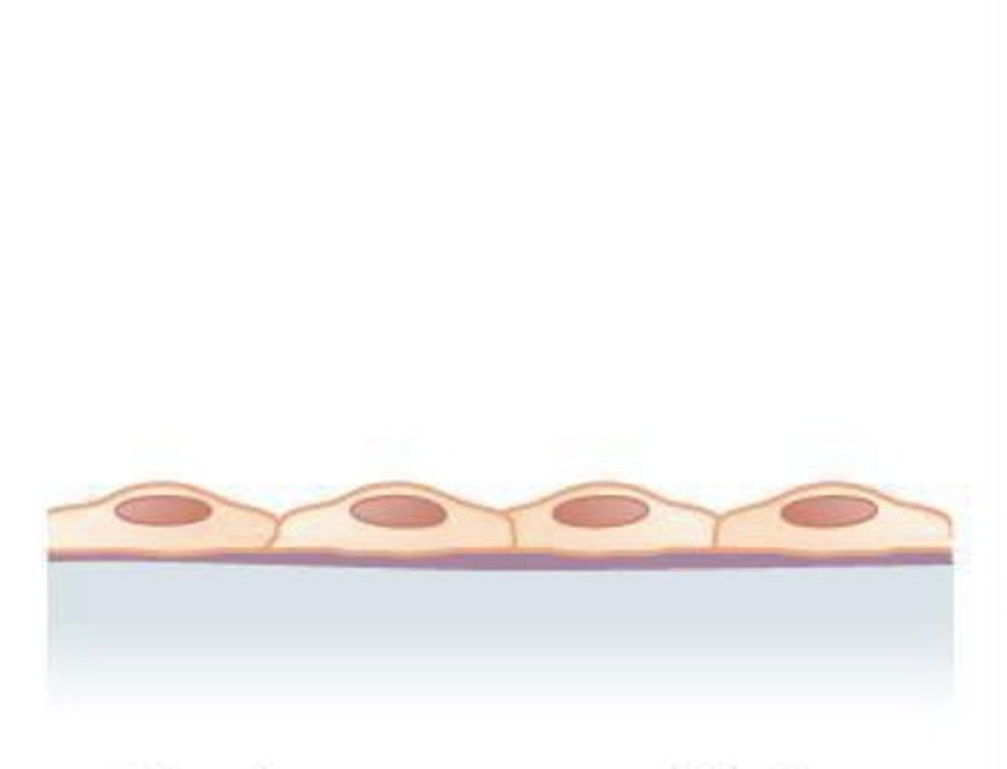 <p>What epithelial tissue is this?</p>