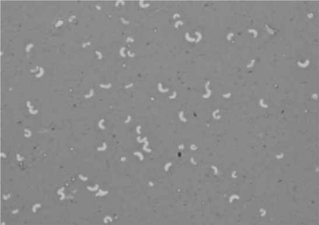 Rhodospirillum rubrum (negative stain)