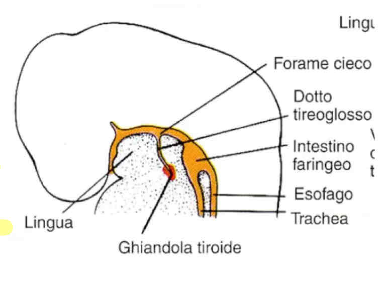 <p>La parte profonda del dotto tireoglosso evolve nei due lobi pari della ghiandola tiroide.</p>