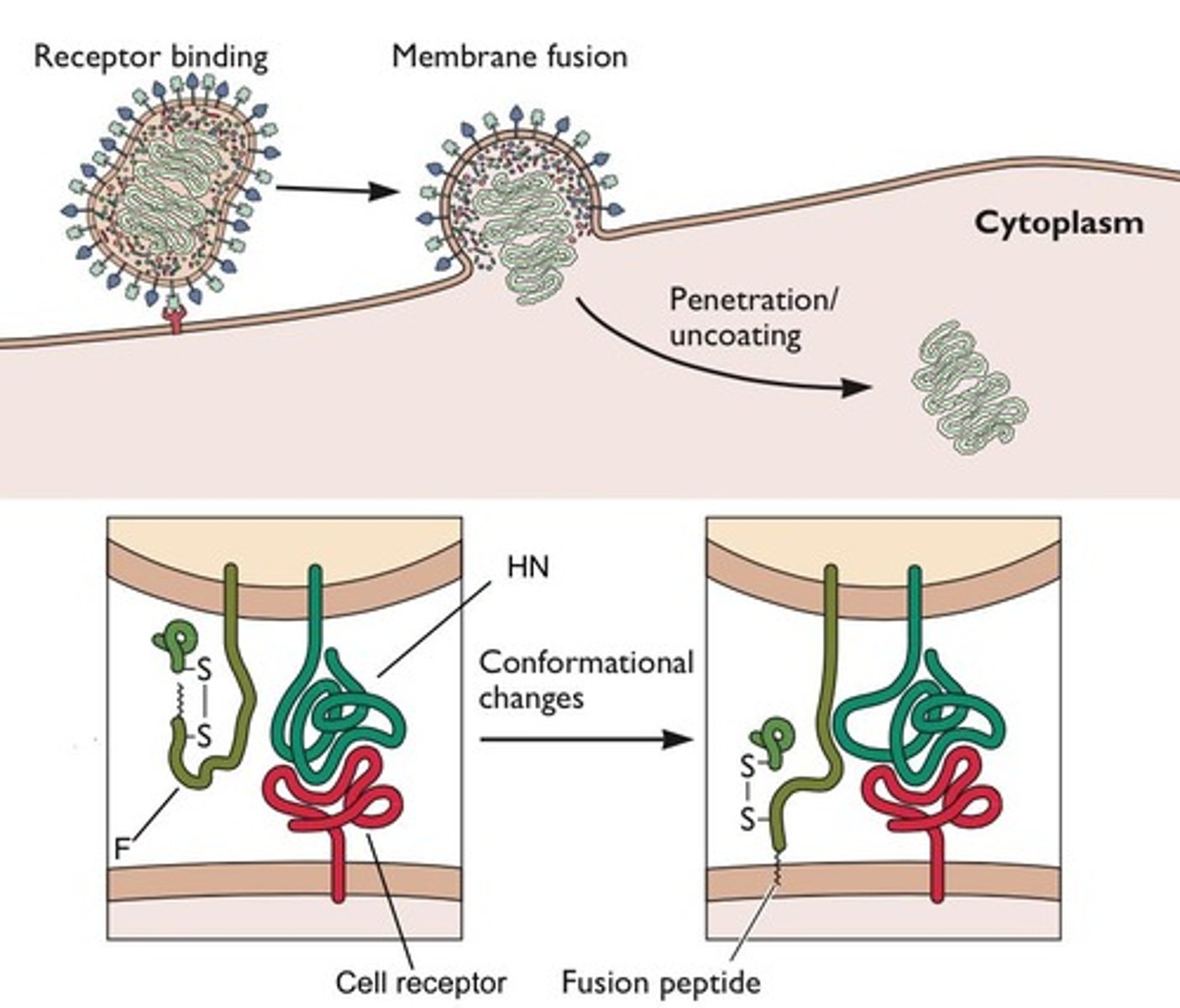<p>They mediate the transmission of the measles virus into human respiratory tract cells.</p>