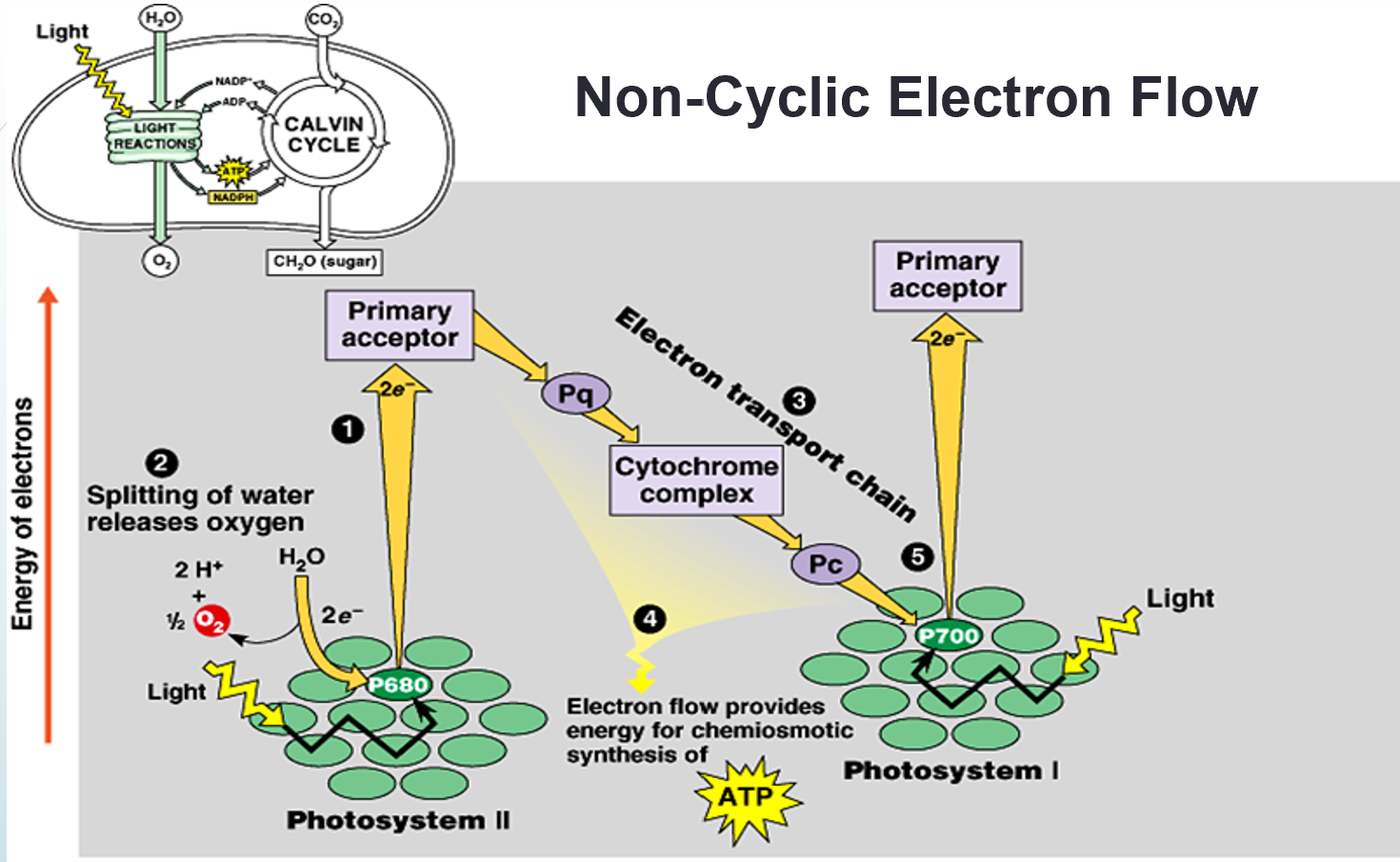 <ul><li><p>2 photosystems (PS II &amp; PS I) are used.</p></li><li><p>Water is split through photolysis to replace the “lost” electron.</p></li><li><p>Oxygen is released.</p></li><li><p>NADPH is produced.</p></li><li><p>ATP is produced.</p></li></ul><p></p>