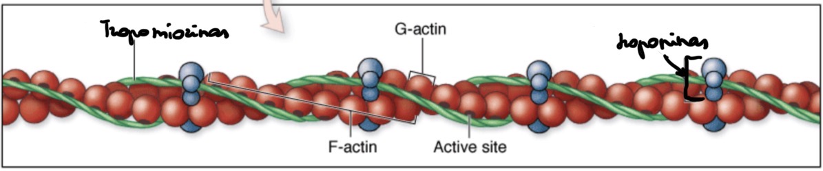 <p>Siūlelio formos polipeptidas (64 kDa). </p>
