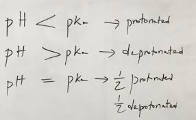 <p><strong>PH = H+ concentration</strong></p><ul><li><p>most bodily fluids 6.5-8pH</p></li></ul><p><strong>Dissociation constant = Ka (Inconvenient)</strong></p><p><strong>PKa is a more manageable number, allows for simple comparisons etc.</strong></p><ul><li><p>AB— A+ and B-</p></li><li><p>How readily an acid donates a proton</p></li><li><p>Smaller pKa values = stronger acidity e.g. lactic acid = 3.8</p></li><li><p>AA can exist in various protonated states = different pKas</p></li></ul><p></p><p>If the pH of a solution is the same as the pKa of the AA, 50:50 protonated : deprotonated.</p><p>If the pH is lower than pKa = protonated, and pH higher = deprotonated.</p><p></p><p></p>