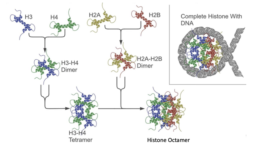 <p>H3 + H4 -&gt; H3-H4 dimer -&gt; H3-H4 tetramer</p><p>H2A + H2B -&gt; H2A-H2B dimer -&gt;</p><p>tetramer + dimer = histone octamer</p>