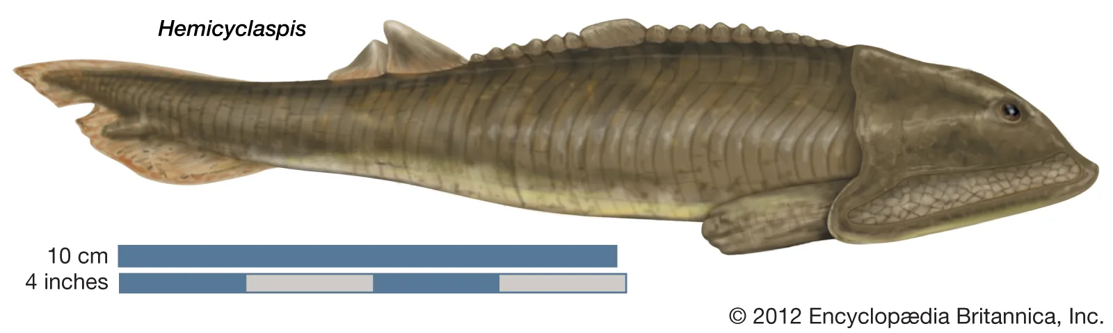 <p>Paleozoic jawless fishes (osteostracoderms)</p>