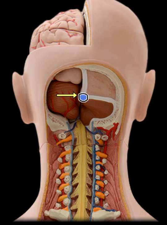 <p>Confluence of sinuses</p>