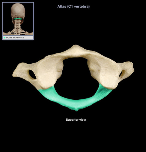 where you would expect to find a spinous process