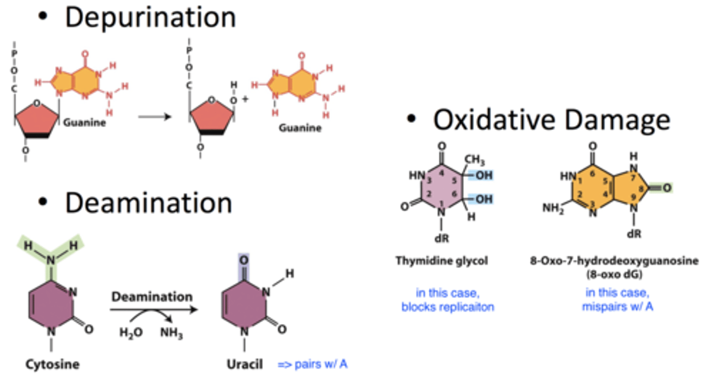 <p><b>spontaneous lesions</b><br>- <b>depurination:</b> lose purine base from DNA strand<br>-- occurs at a relatively frequent rate spontaneously<br>-- depyrimidation doesn't really happen<br>- <b>deamination:</b> remove amine group; converts cytosine to uracil which changes pairing<br>-- C-G =&gt; T-A mutation<br>- <b>oxidative damage:</b> occurs due to free radicals in cell</p>