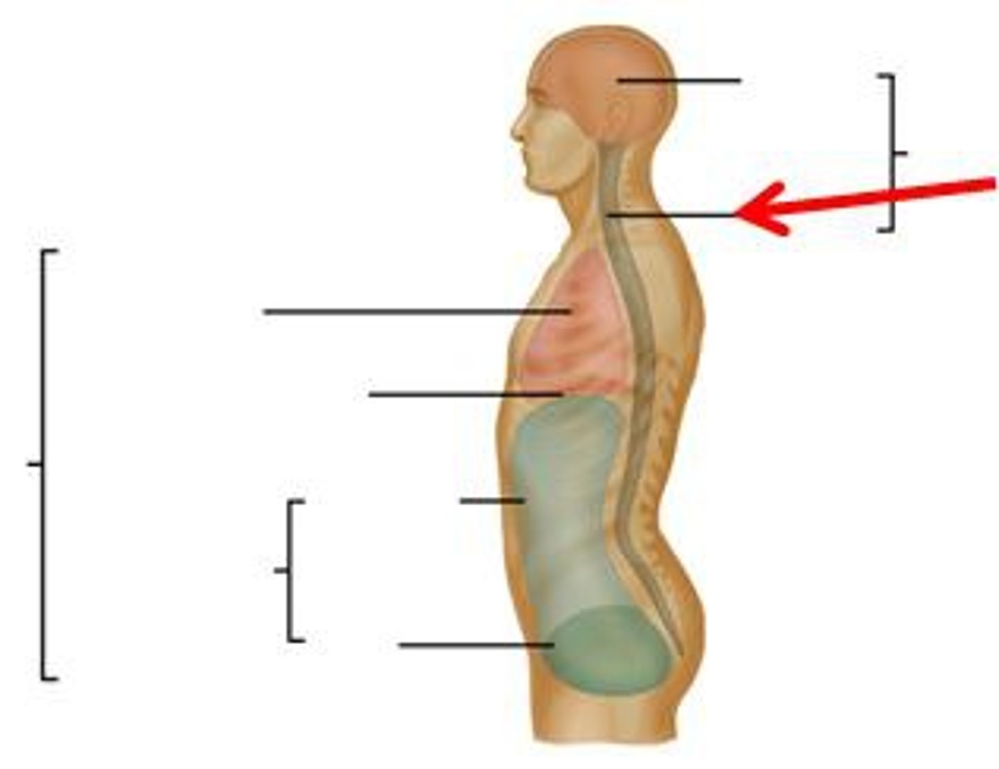 <p>contains the spinal cord</p>