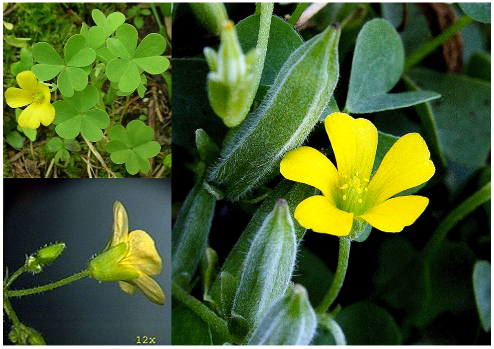 <p>(obcordate leaflets, 3 heights for reproductive parts, explosive dehiscence) </p>