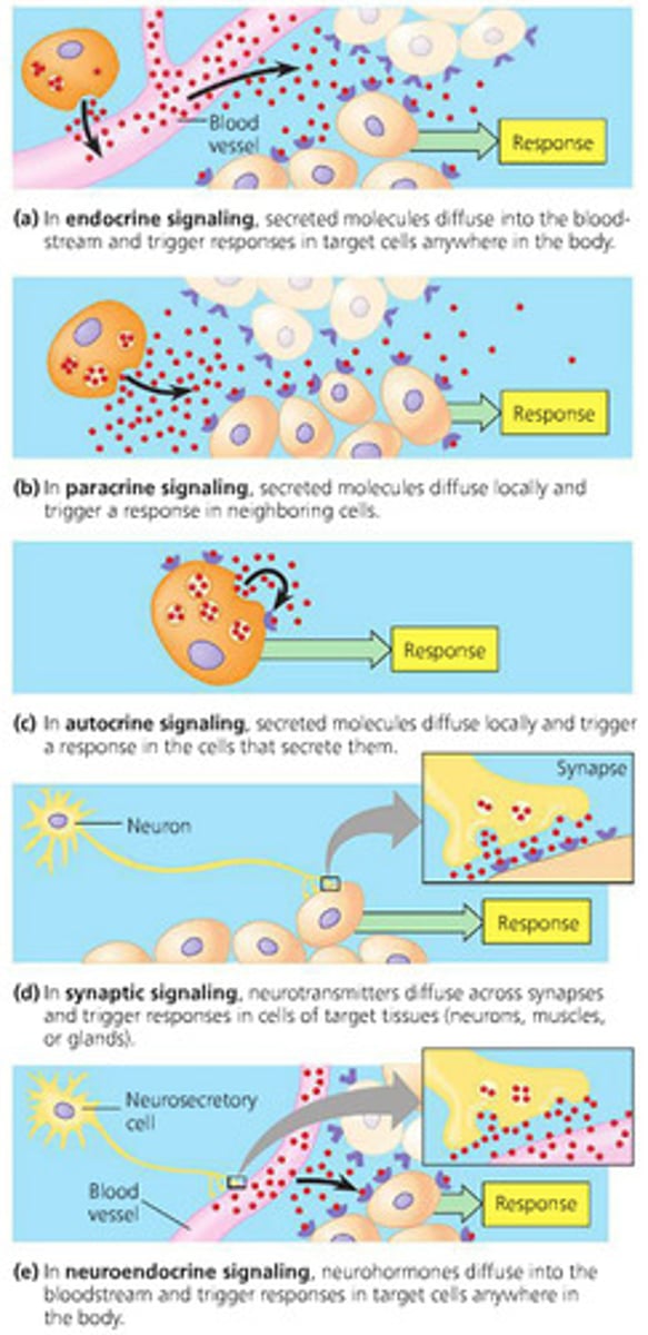 <p>synaptic, paracrine, hormonal</p>