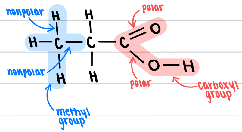 <p>functional group</p>