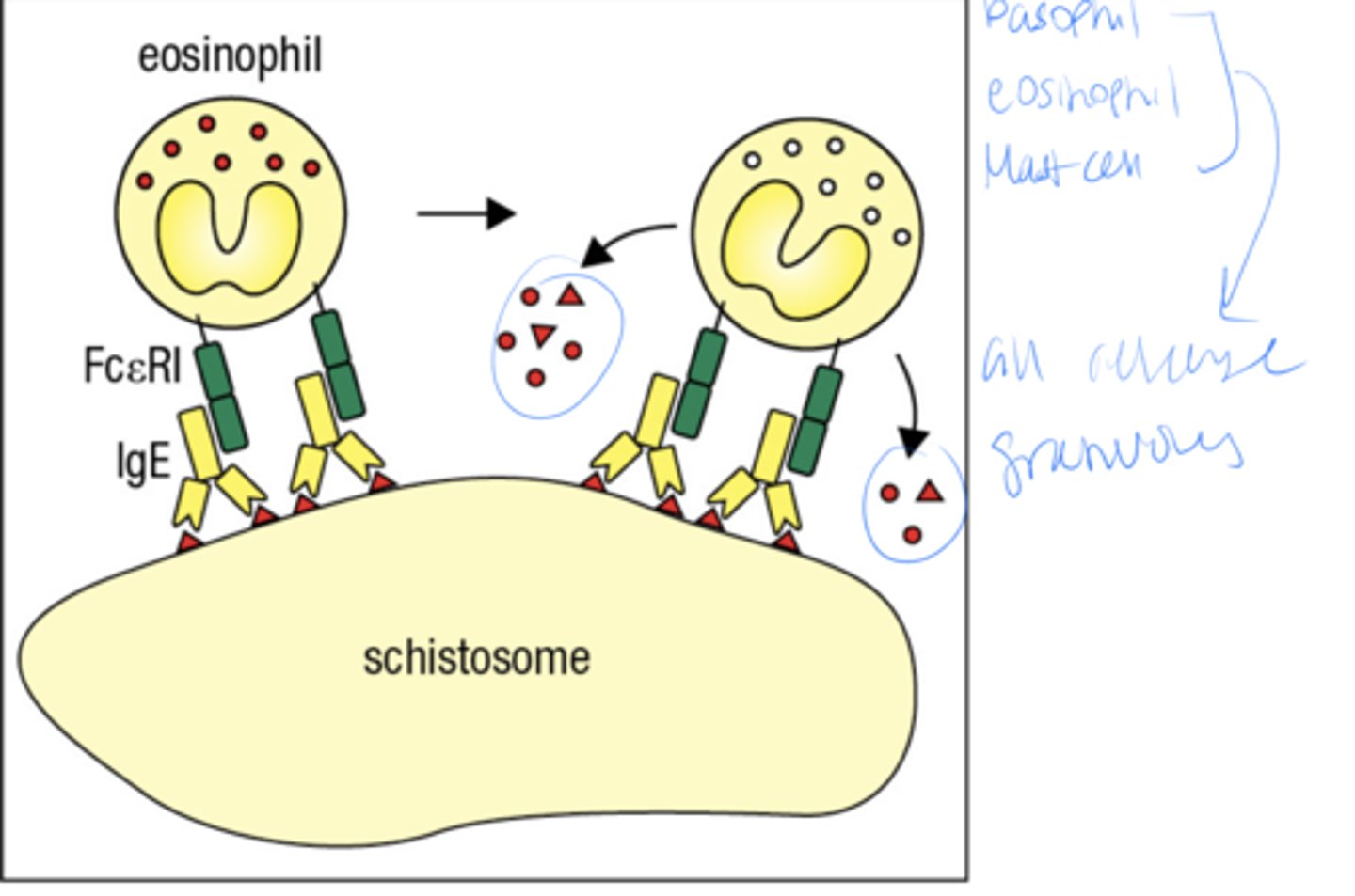 <p>a type of parasitic worm basically</p>