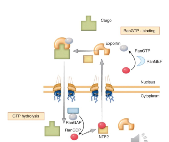 <p>concentrations are high in the nucleus</p><p>is essential for assembly of the Export Complex</p><p>is essential for disassembly of the Importin Complex</p>