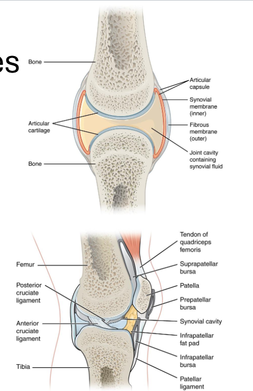 <p><strong>Articular Cartilage:</strong> Covers bone ends</p><p><strong>Joint cavity</strong> filled with <strong>synovial fluid</strong></p><p><strong>Joint capsule</strong> (fibrous + synovial membrane)</p><p><strong>Ligaments </strong>and <strong>Tendons </strong>reinforce stability</p><p><strong>Bursae/Menisci</strong> reduce friction and absorb shock</p>