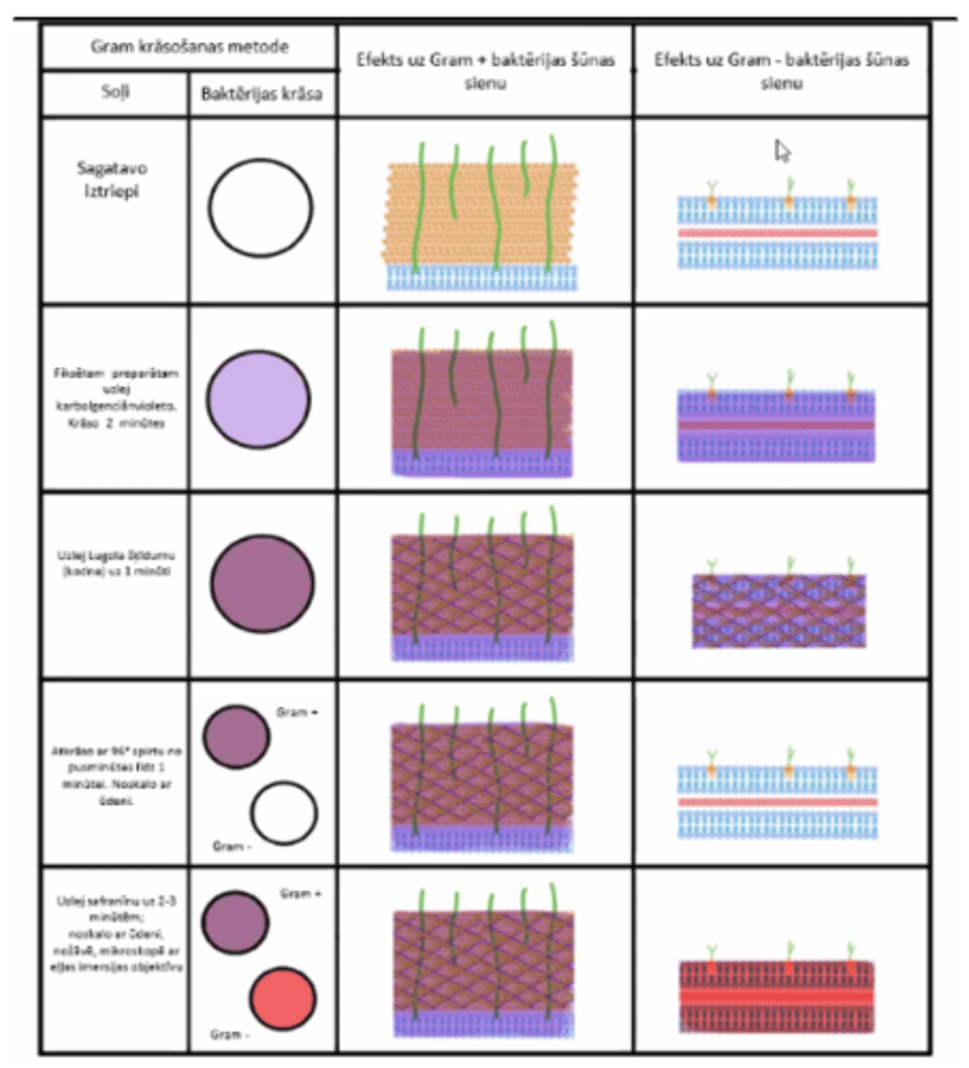 <p>1. Karbogēnciānvioletais - viss violets</p><p>2. Lugola šķīdums - gram+ ir violetas</p><p>3. spirts - gram- kļūst bezkrāsainas</p><p>4. safranīns - gram- kļūst sarkanas</p>