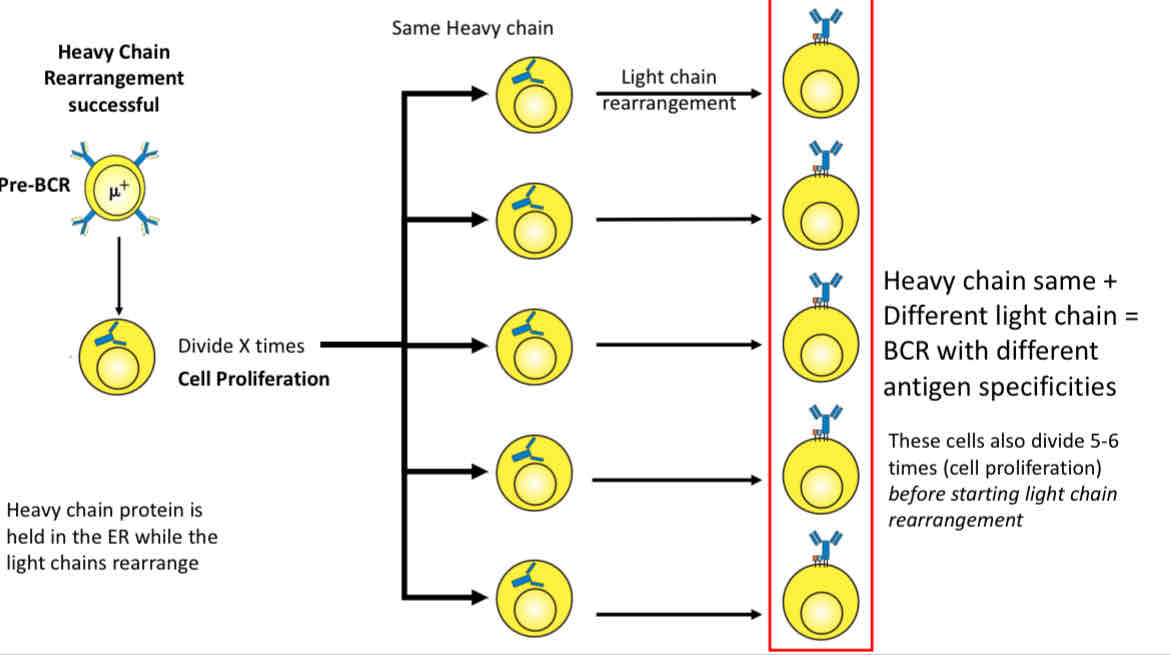 <p>These cells divide 5-6 times (cell proliferation) before starting light chain arrangement </p>