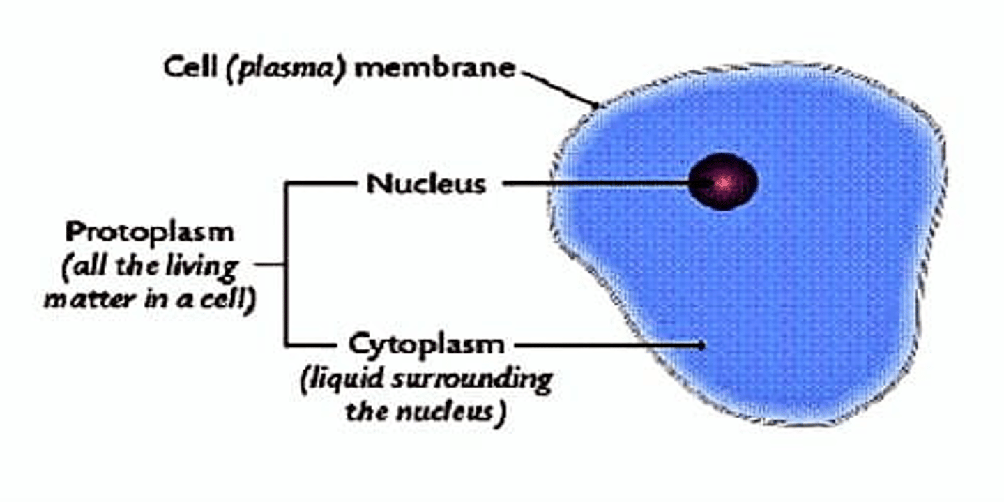 <p>What are the different substances that makes the cell are collectively called?</p>