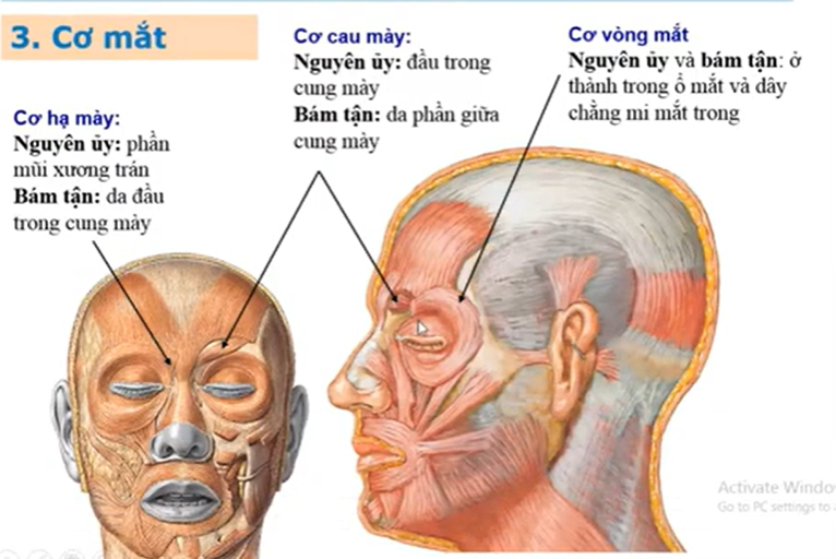<p>Cơ mắt có 3 phần nào ?</p>