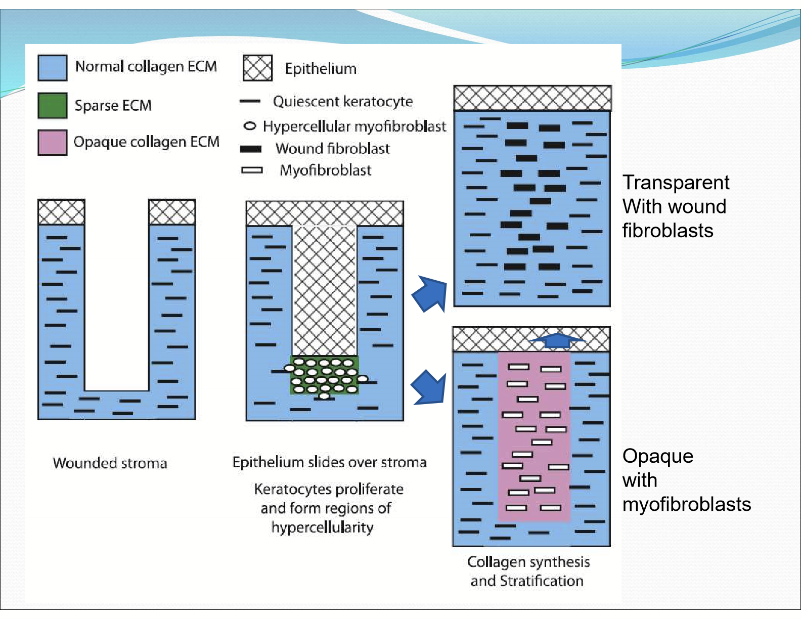 <p>The opaque collagen ECM and myofibroblast is replaced with normal collagen ECM and wound fibroblast</p>