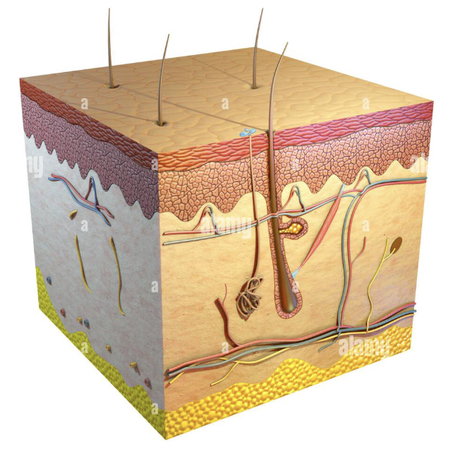 <p>What does Cutaneous Membrane consist of?</p>