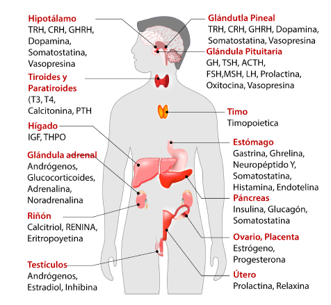 <p>hormonas</p>