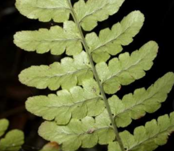 <ul><li><p>vegetative frond </p></li><li><p>functions mainly for photosynthesis </p></li></ul><p></p>